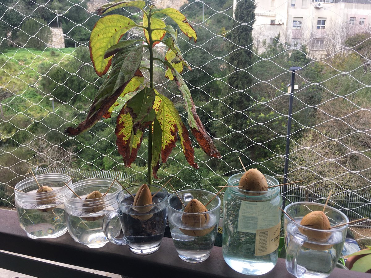 Scavenged some sage, repotted some plants (killing the previously too shaded (on account of being too deep in the pot) lychee in the process), and most importantly - started some new avocados. Waiting for spring for the older ones to wake up