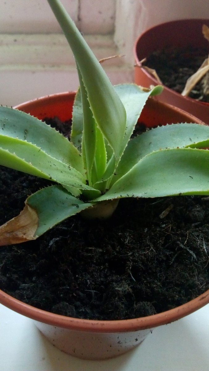 I was a very mean horticulturalist and abandoned this agave pup at the bottom of a bag for faaaar too long. Remembered it now, and was amazed to find it full of life and even growing a new shoot!! Totally impressed by its tenacity. Giving it some TLC now.