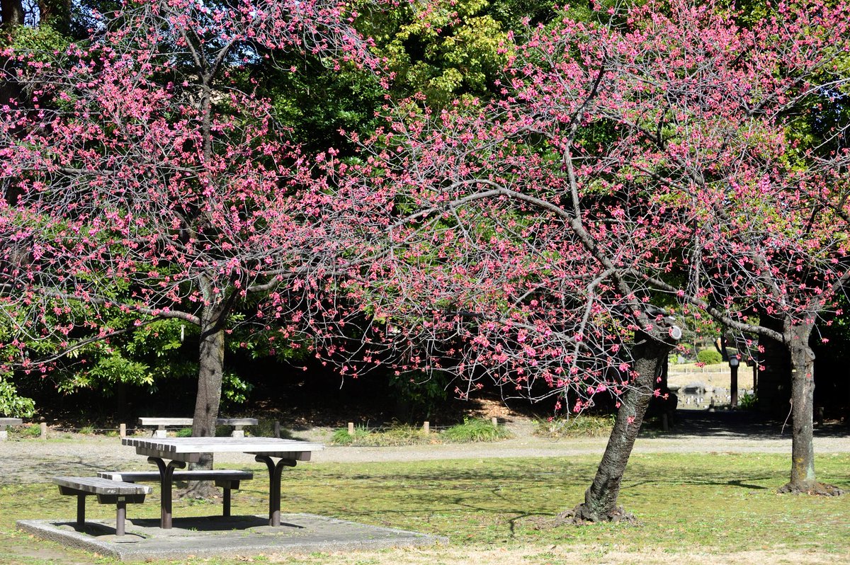 清澄庭園 今日でおおよそ２分咲き たくさんの蕾が膨らんで 遠目にも木がピンク 東京sakuraプロジェクト 清澄庭園 日本庭園 桜 カンヒザクラ 寒緋桜 Japanesegarden Kiyosumigardens Tokyo Sakura Japantravel T Co 66vyzudukh