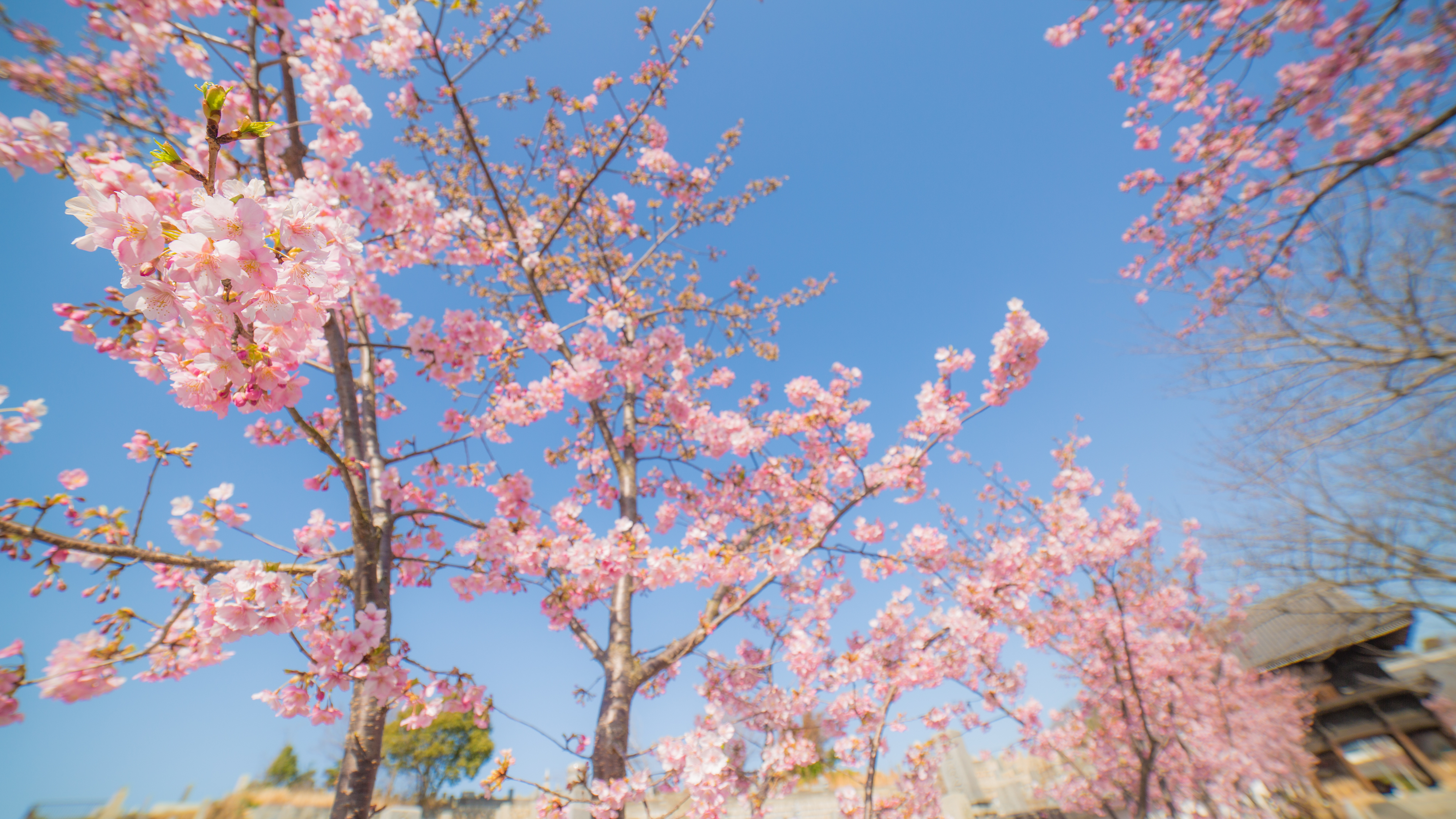 ぴぃすけ ちょっとフライングだったけど岡山の河津桜も咲いてました 妙林寺 河津桜 桜 Cherryblossom Flowers Canon Eosd5 Samyang ぴぃふぉと T Co Qqnidd0ua1 Twitter