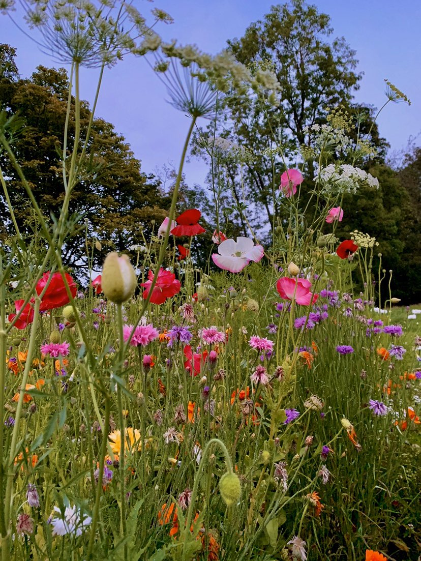 Amazing! Change a tiny bit of your lawn to a sprinkle of seeds and you will..

- Get cut flowers for your home
- Save lawnmower time/cost 
- Attract different birds
- Attract butterflies &amp; bees
- Not have to water - let rain do its job!
- Enjoy a prettier garden
- WANT to repeat!