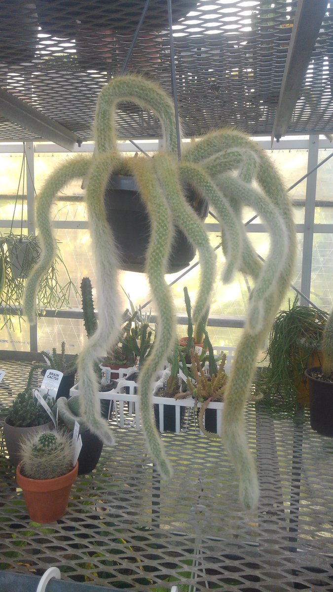 ヒルデウィンテラ Twitter Search