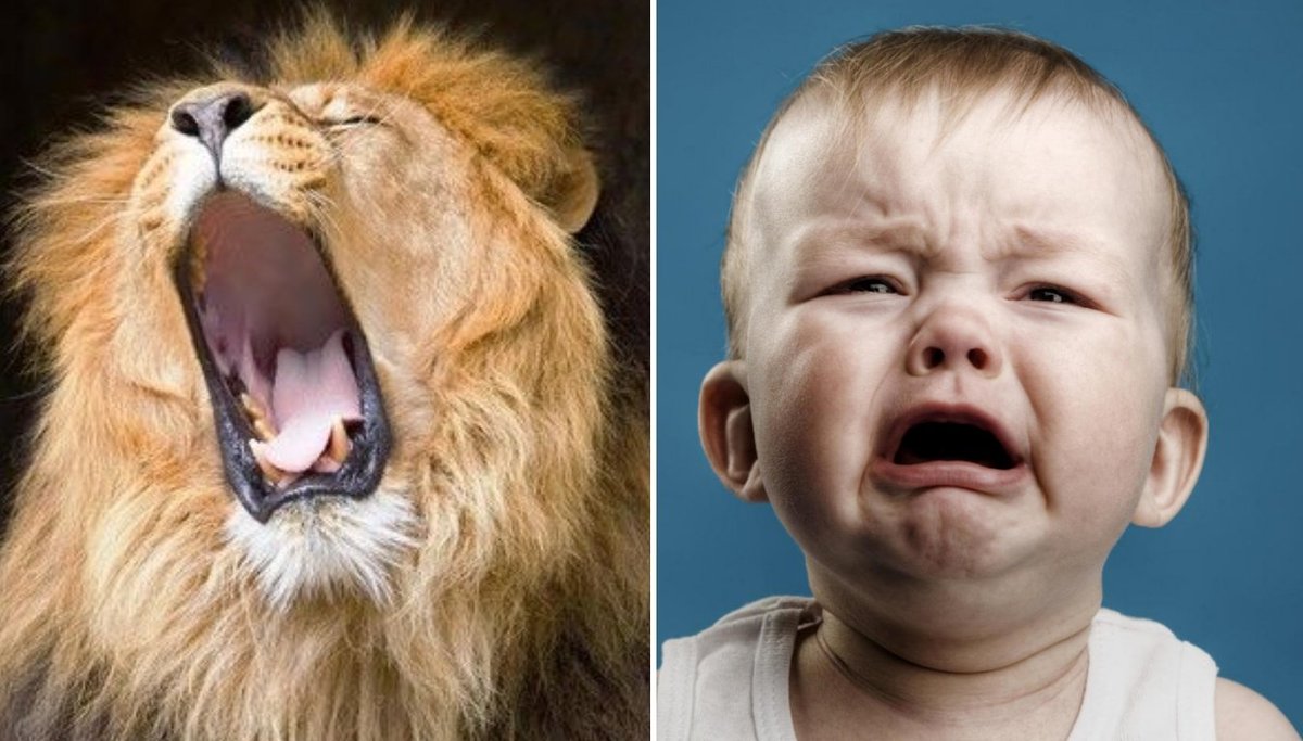 Tu Sais Pas Quoi Le Rugissement Du Lion Est Similaire Au Cri Du Bebe Humain Bien Que L Un Est En Frequence Basse Et L Autre Aigu Les 2 Ont