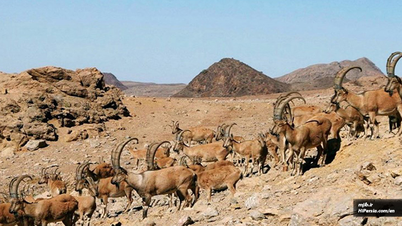 Hipersia's tweet photo. Siah Kuh National Park is one of the untouched National parks, located between Yazd and Isfahan province.
see more: https://t.co/z45ZSuGPjE
#Iran #adventures #NationalPark #yazd #hipersia #Isfahan https://t.co/oZyhJPOmje