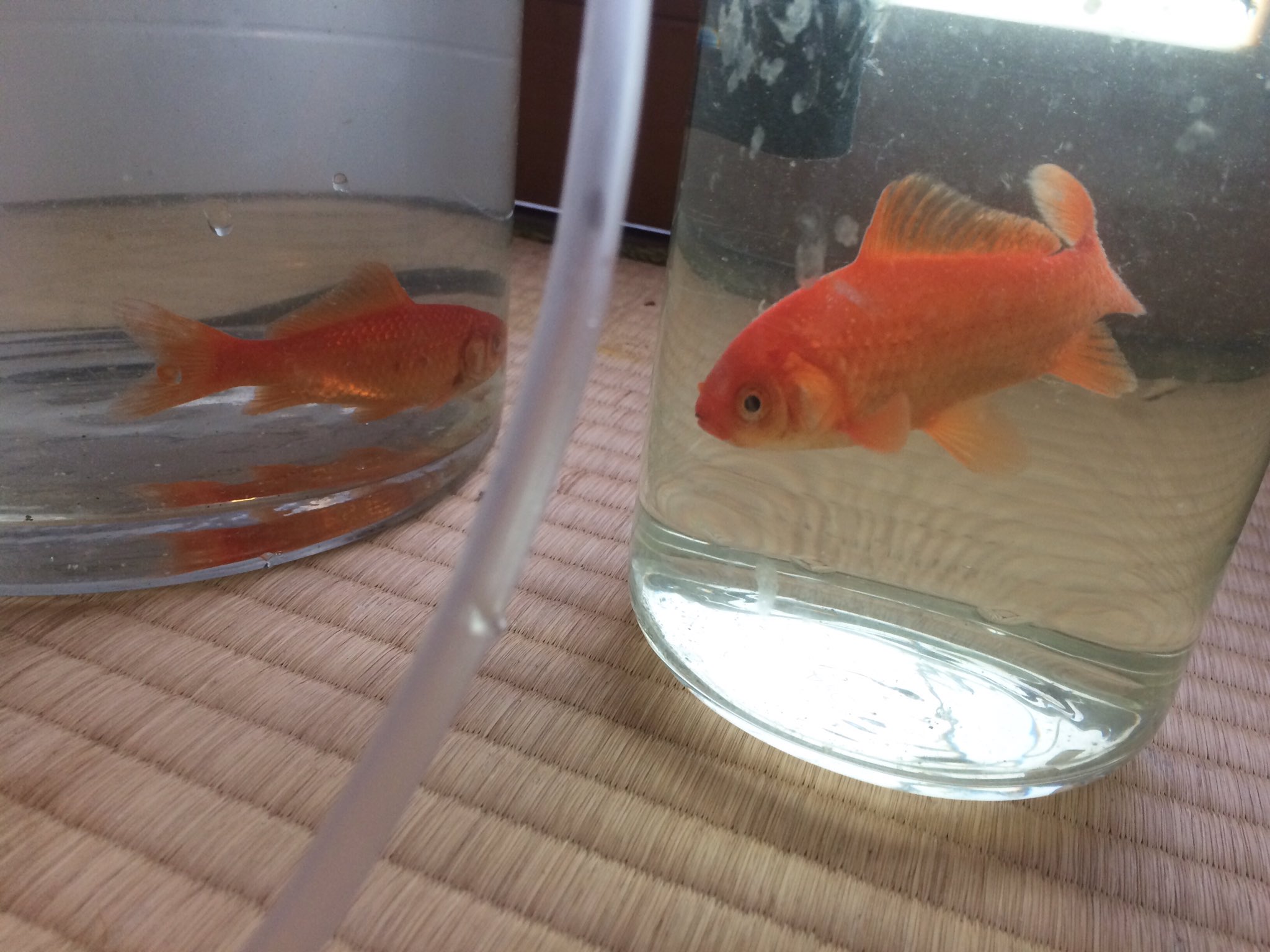 安達さとと とと 白点病 治りが遅い金魚右を金魚左が執拗にいじめるので薬浴継続と退院組で隔離しました T Co Jeph6f1vy8 Twitter