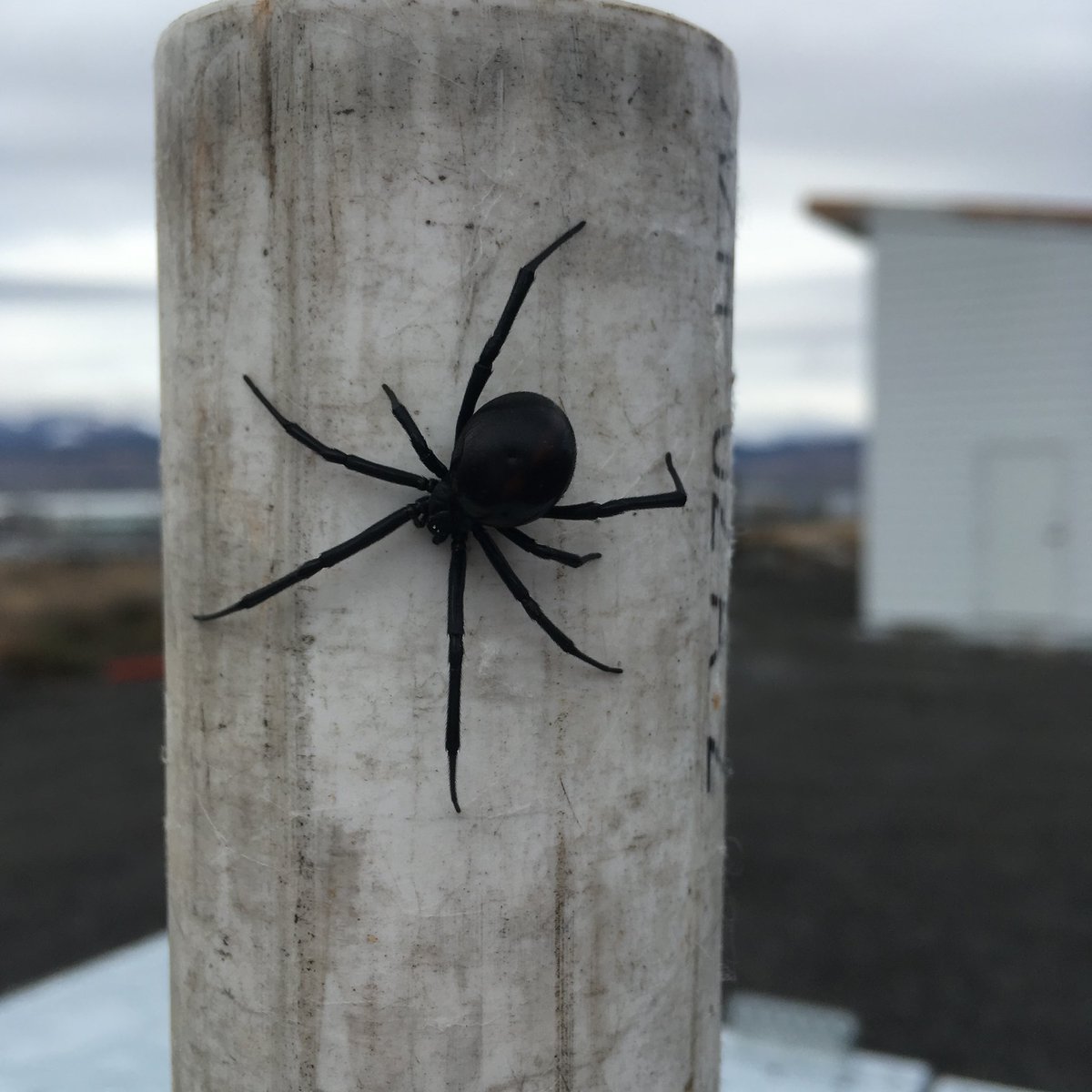 PowerBlockGroup's tweet image. Local wildlife 😳