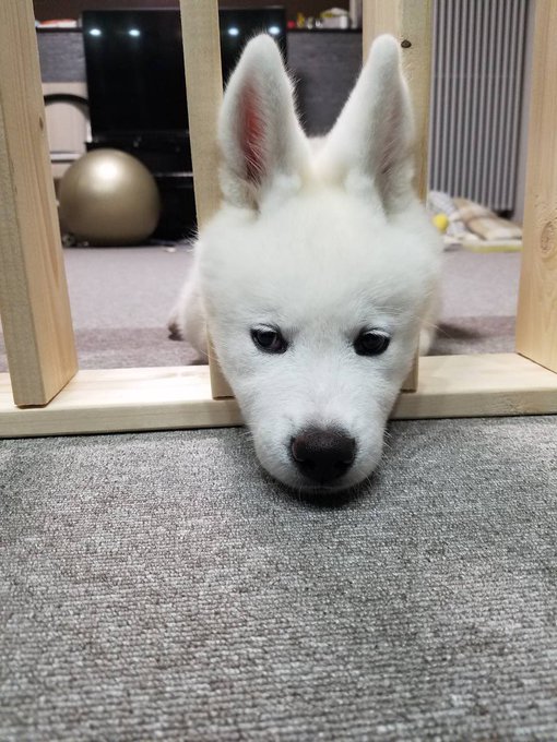 動物,犬,猫,しつけ,飼い方,育て方,病気,健康