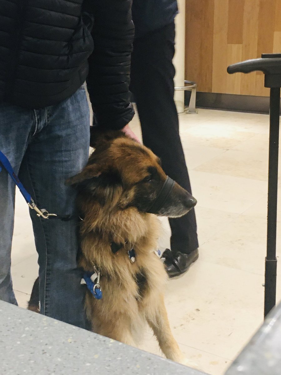 custsc's tweet photo. Meet Ossie again! A regular flying to Palma with ⁦@easyJet⁩ from ⁦@LPL_Airport⁩ ⁦@GuideDogsNW⁩ #assistancedog #assistedtravel #accessible #flylpl https://t.co/KEROP2lRy8