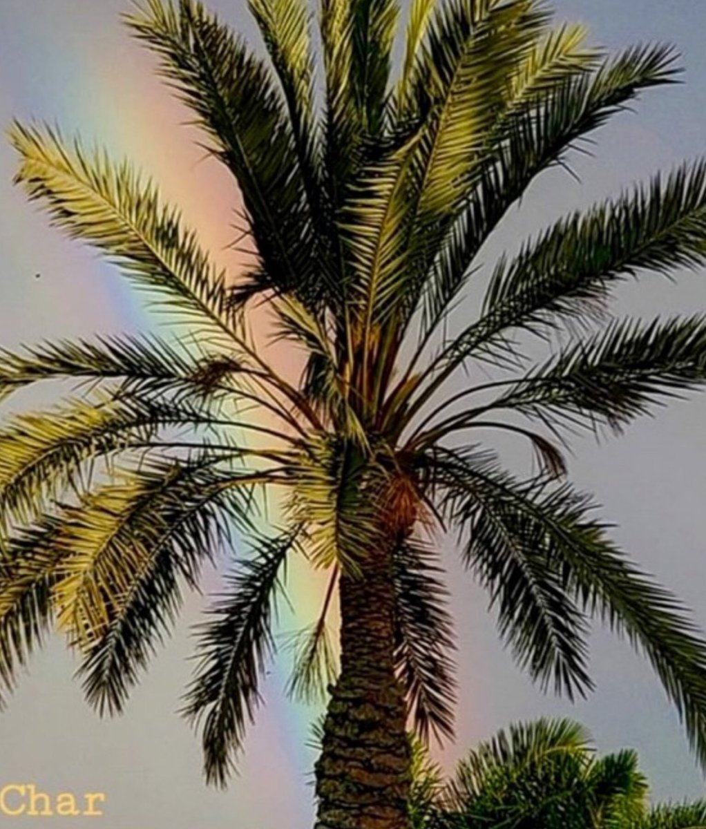 CharFlorida's tweet photo. While your magic rehearsal
was going on inside..
I found a little magic on the
outside of the BB&amp;T Center..
The sky smiling down 
in colors for you.. 
#ILVolo #Music #MagicalNight
#BBTCenter #Florida #Sky 
🎶🧡☀️💦🌈🌴🌈💦☀️🧡🎶
@piero_barone @GianGinoble 
@IBoschetto @ilvolo https://t.co/noyKeWehRz