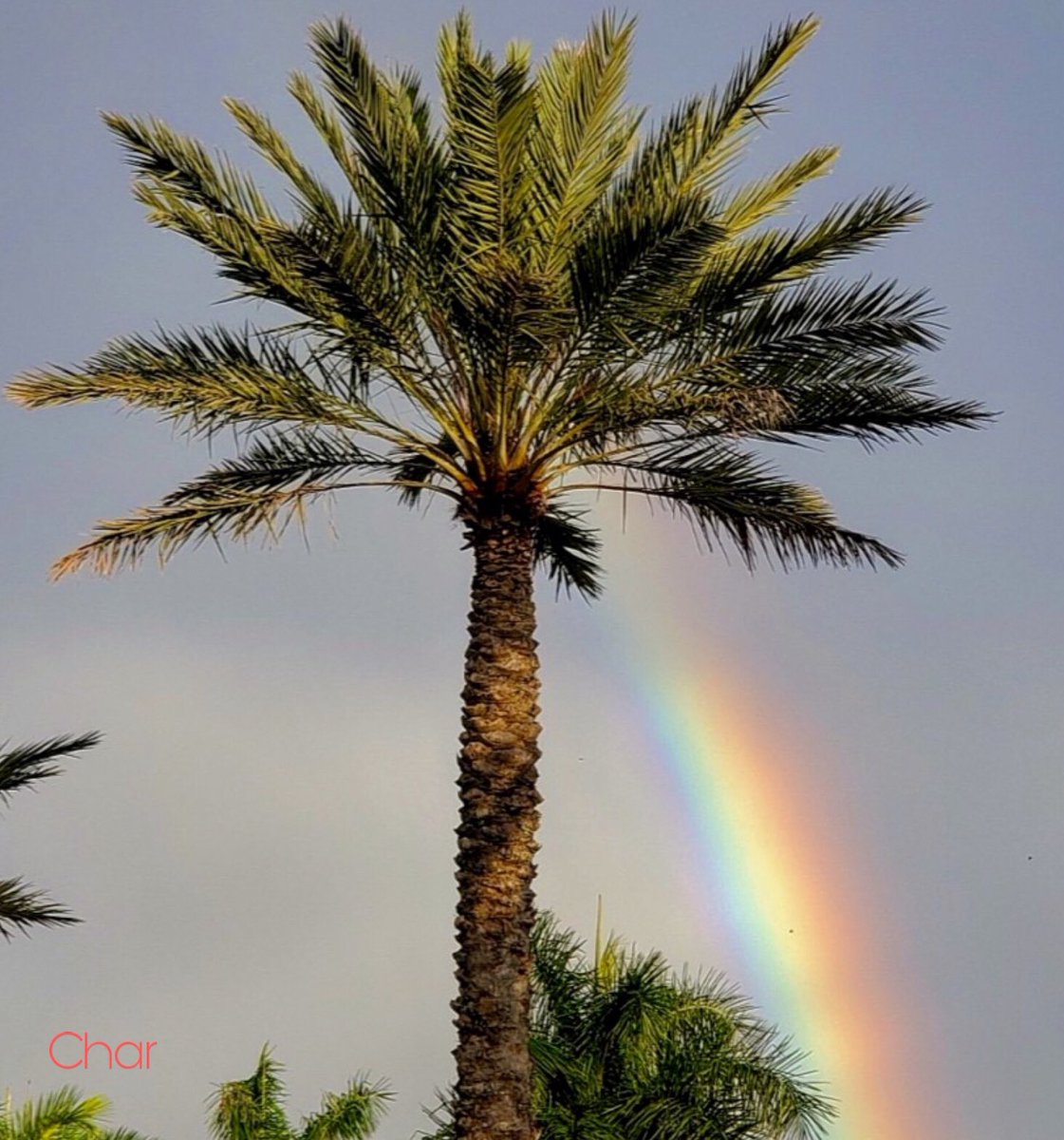 CharFlorida's tweet photo. While your magic rehearsal
was going on inside..
I found a little magic on the
outside of the BB&amp;T Center..
The sky smiling down 
in colors for you.. 
#ILVolo #Music #MagicalNight
#BBTCenter #Florida #Sky 
🎶🧡☀️💦🌈🌴🌈💦☀️🧡🎶
@piero_barone @GianGinoble 
@IBoschetto @ilvolo https://t.co/noyKeWehRz