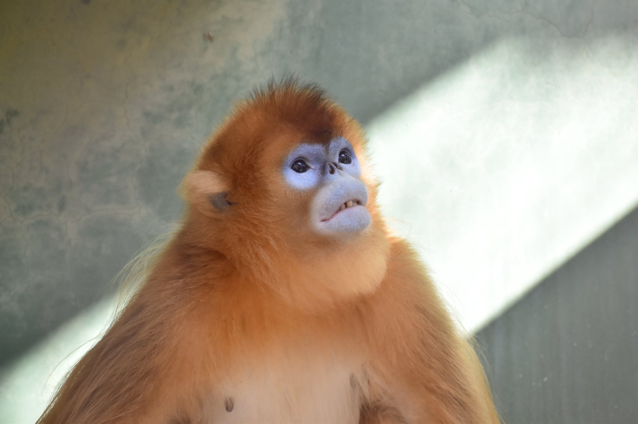 Zooライダー Op Twitter 日本でキンシコウに会えるのは熊本だけ どーです ヨウヨウ 優優 の可愛らしさ キンシコウ 熊本市動植物園 T Co 4fvxnwoqye Twitter