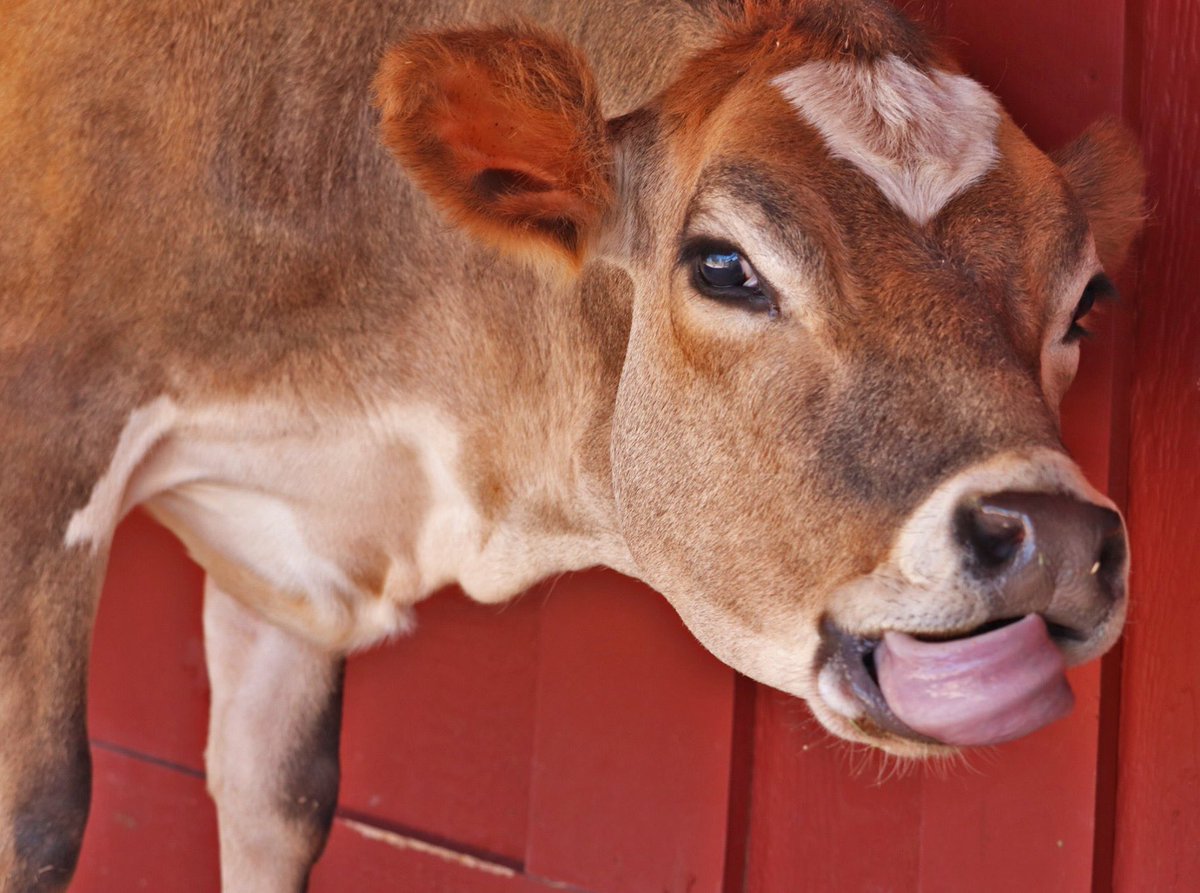 📅 24th February 2020
🐮 Teenie and Queenie
🏷 @tessamicca