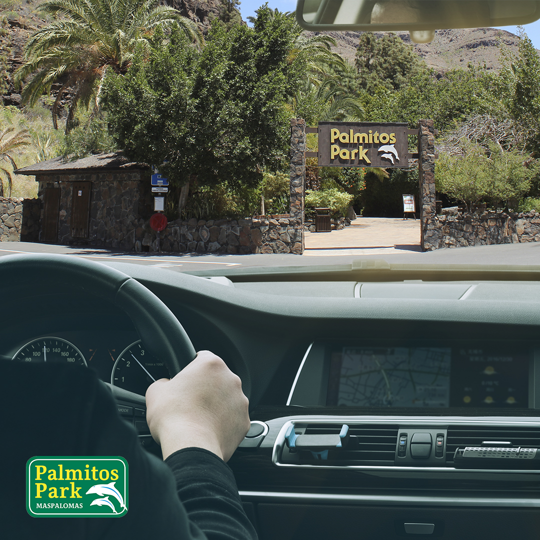 Si no sabes como llegar a nuestro parque, te dejamos una sencilla guía para que tu experiencia con nosotros comience de la mejor forma posible. 🙌😉  ¡Te esperamos!👇
palmitospark.es/en/your-visit/…

#diversión #animal #mundoanimal #animals #natural #fun #animalworld