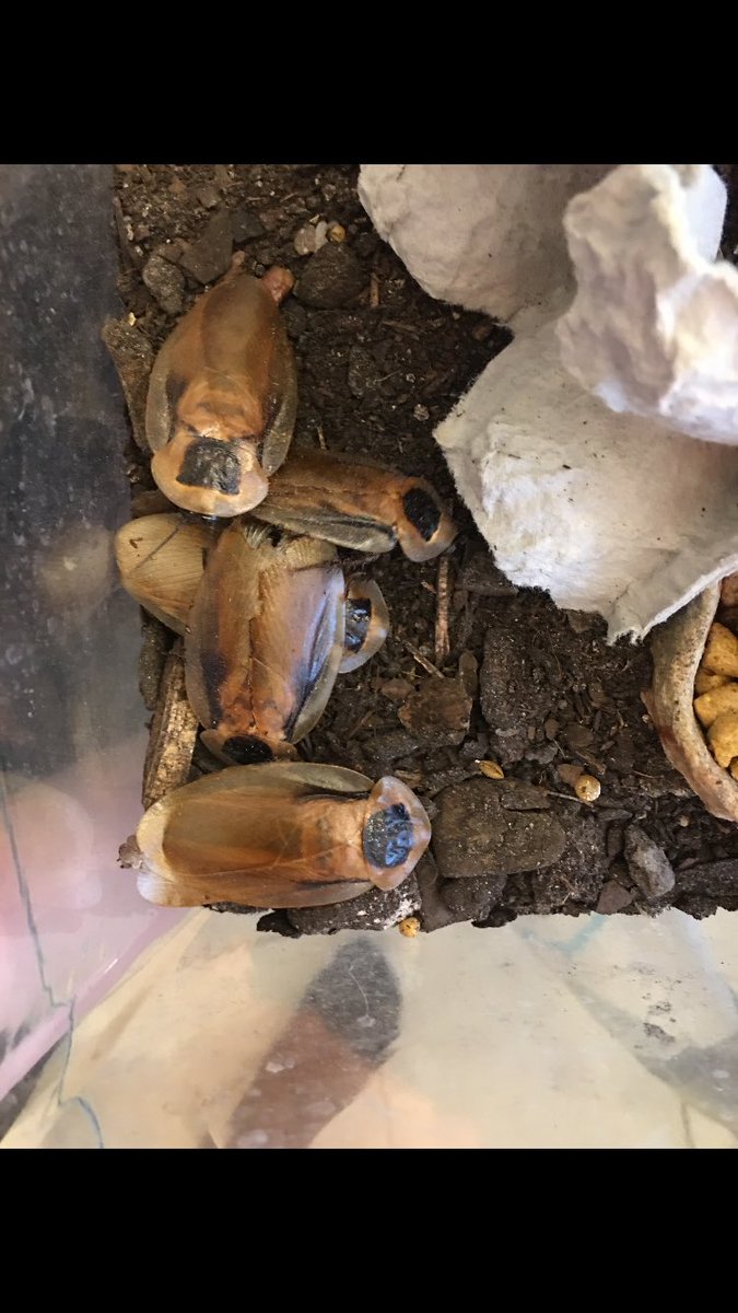 cockroach_kid's tweet photo. Yo bitches I got some discoid roaches #roaches https://t.co/Om4J7uppVB