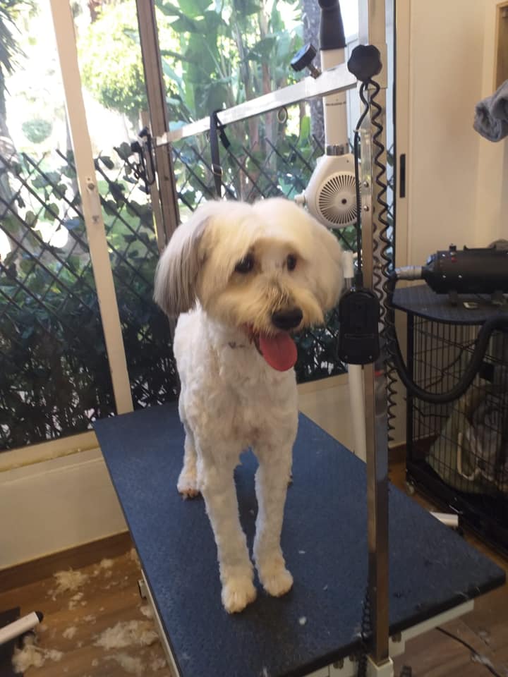 TailsMarbella's tweet photo. Look at this before and after!! What a difference a grooming session makes here at Happy Tails!🤩🤩🤩

#petstyle #marbella #marbellapets #petboutique #beforeandafter #makeover #glampets #pampertime https://t.co/bvBdiYkXxu