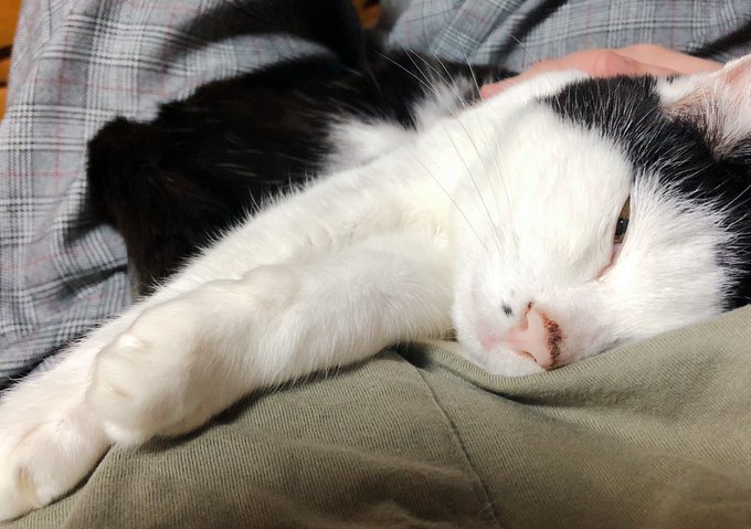 めちゃくちゃに愛おしい眠たい猫を見てください 