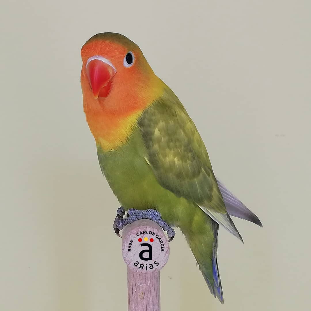 garcialared's tweet photo. Agapornis Fischeri
Verde Violeta DF portador de Azul y Pastel
Pastel Verde Violeta DF portador de Azul
2020 https://t.co/TEi56pplQr