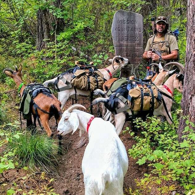 It's not just the kids who love the animals here at #hogandsawfarm 
Owner Andy enjoys getting the Hog &amp; Saw packgoats out on the trail! 
Fun fact - A healthy pack goat can carry up to 25% of its body weight &amp; walk up to 12 miles a day.
 ift.tt/2PlA1DD