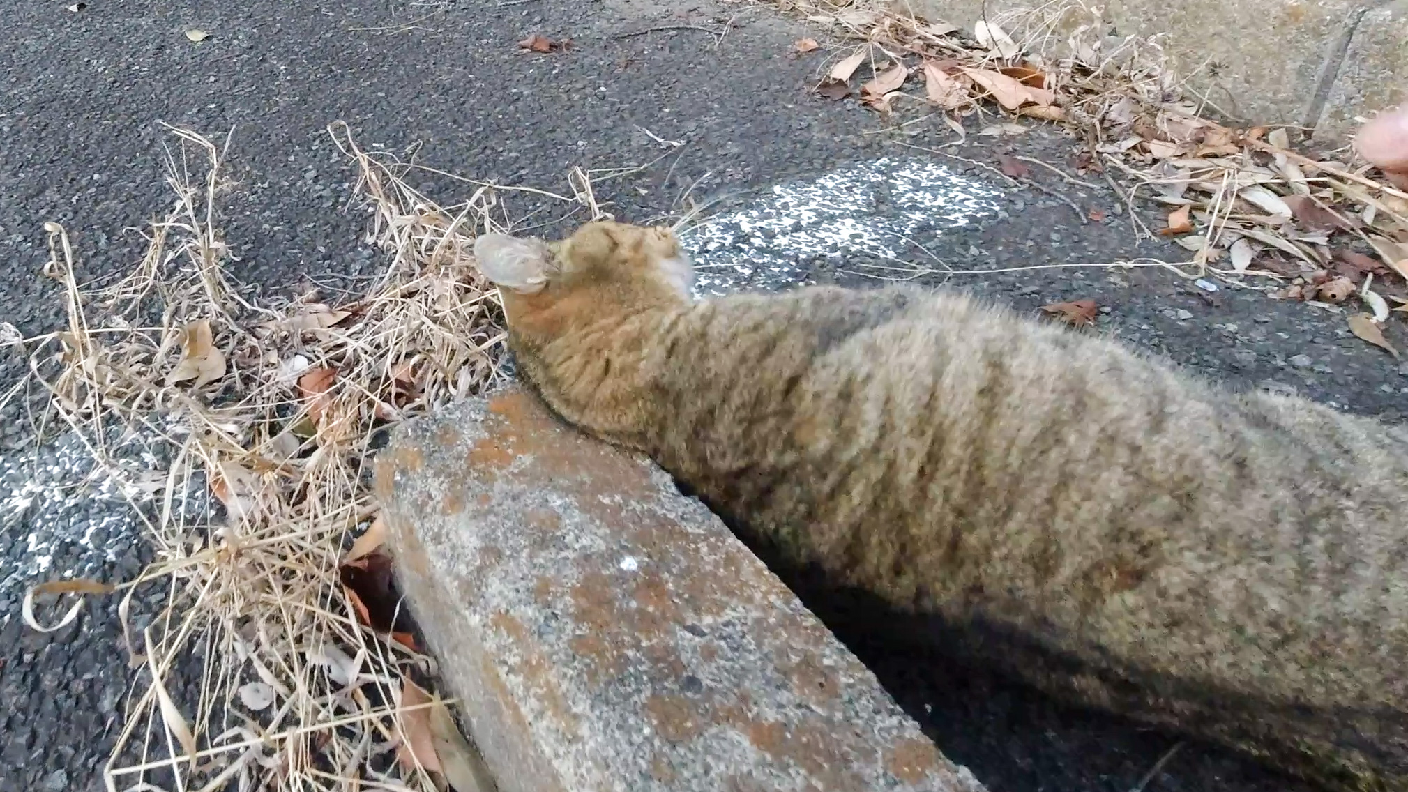 ねこつべ 野良猫動画 Nekotubechannel Twitter