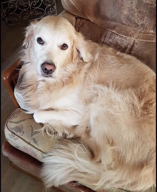 itchywav's tweet image. Mon papa a perdu son chien dans le centre ville d’Avignon, voici une photo de lui. Il s’appelle Juke, est très gentil et pas du tout agressif si vous l’apercevez ou l’avez aperçu n’hésitez à le rattraper et/ou à me contacter en DM.
RT svp