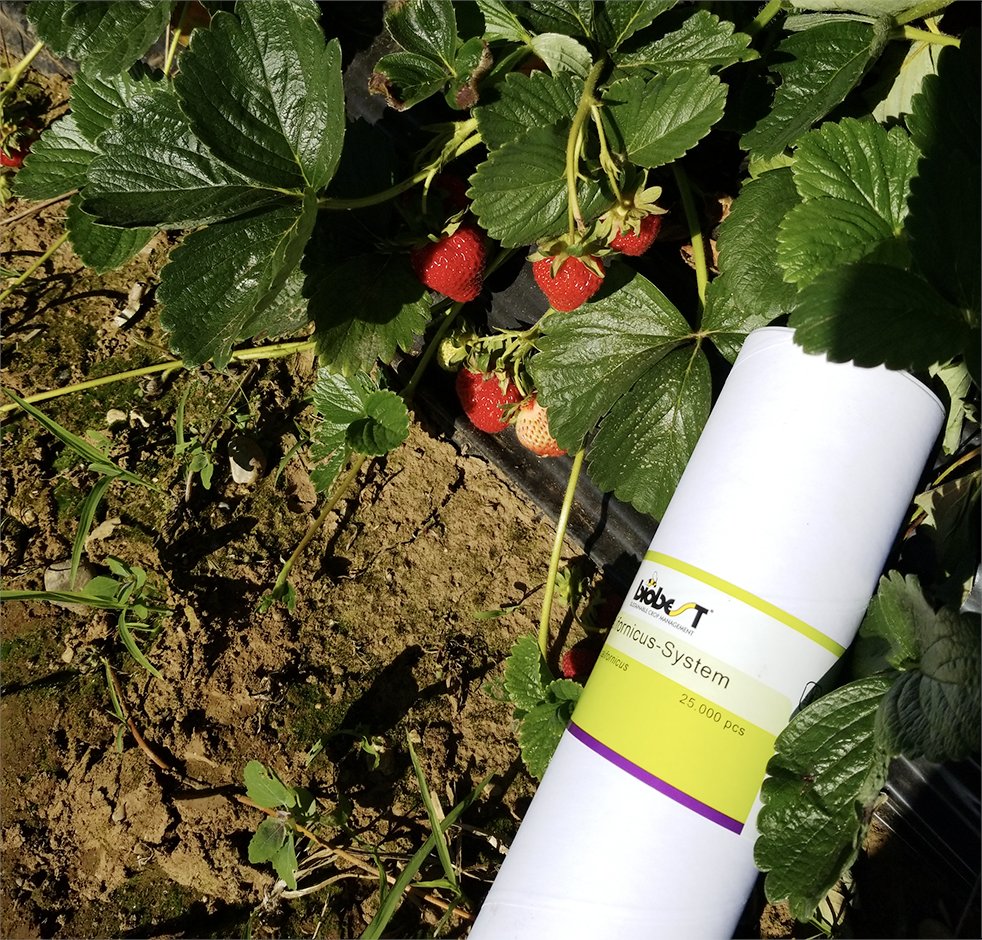 Biobest North America tweet media