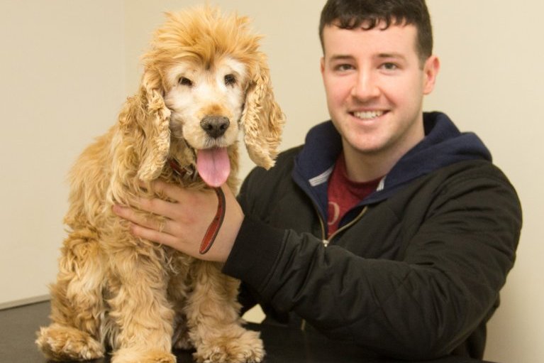 Cocker Spaniel Pics tweet media