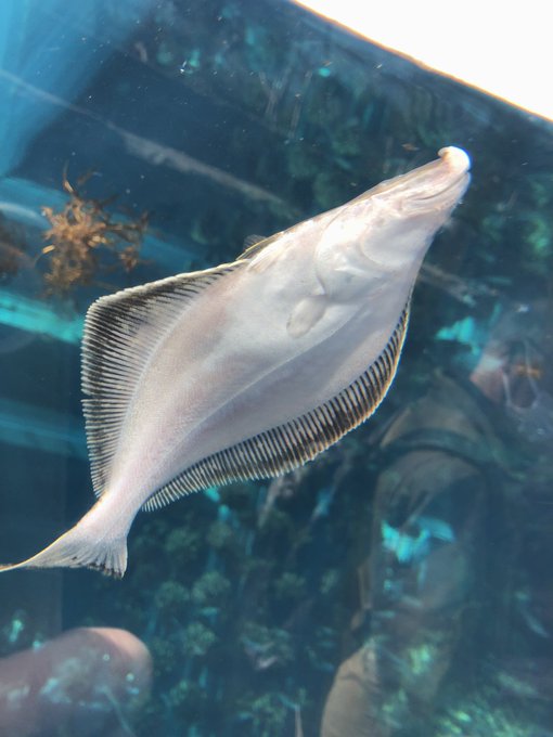 魚 高画質 のtwitterイラスト検索結果 古い順 魚 高画質 のtwitterイラスト検索結果 古い順