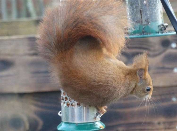 Red squirrel found in #Faversham after escaping from #WildwoodTrust during #StormCiara wowee!!
#redsquirrels #redsquirrel #redsrule #redsquirrelsrule #redsquirrelsouthwest #saveoursquirrels #britishredsquirrel #redsquirrelsouthwest
kentonline.co.uk/herne-bay/news…