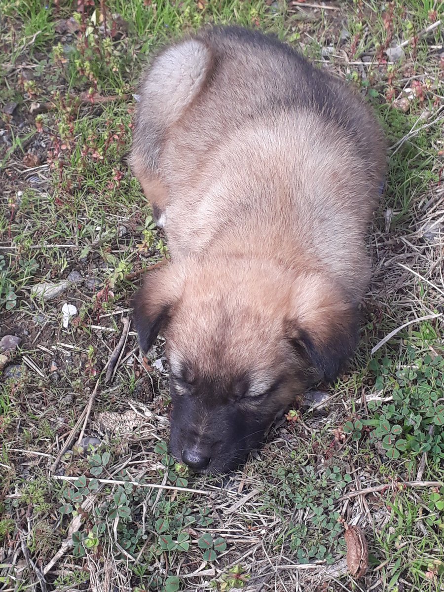 SSDRESCU's tweet photo. Every help or donation will alleviate the suffering of these animals and be a price for them. Please help everyone who loves these beautiful animals 🙏🏼🆘🆘🆘🆘hayatsdr1@outlook.com,🙏🏼🆘🆘🆘💔💔💔 https://t.co/f8qiNTWDk7