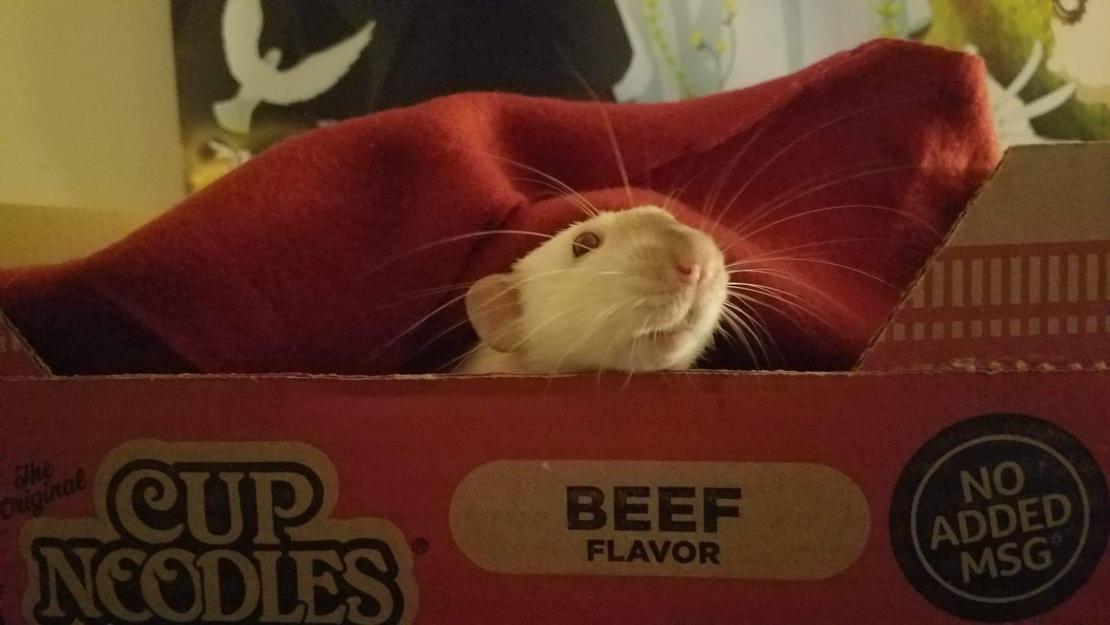 SqueakSqueakMF's tweet photo. This is the big ham that has my heart. Look at that explosion of whiskers!

#rat #petrat #pringle #siameserat #siamesedumbo #dumborat #explosionofwhiskers #hellacute #ratsoftwitter https://t.co/IoSOzsCHrk