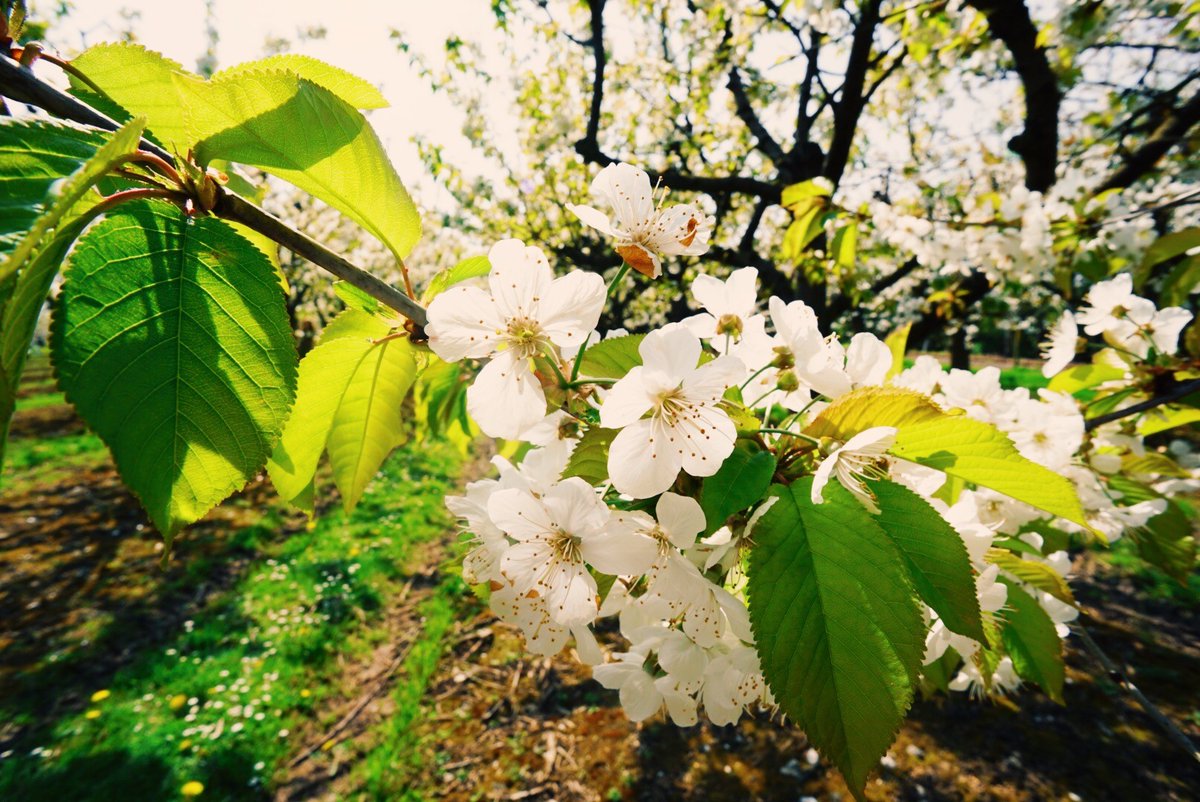 VisitKent's tweet photo. Calling all the Outdoor Champions! From the #149thOpen, to walking festivals, the anniversary of @KentCricket and even a festival dedicated to cherry blossom, 2020 is set to be one active year! #KentyTwenty https://t.co/JXEt5y89Nb 📸 : Charley Sales https://t.co/MgNPDo53iH