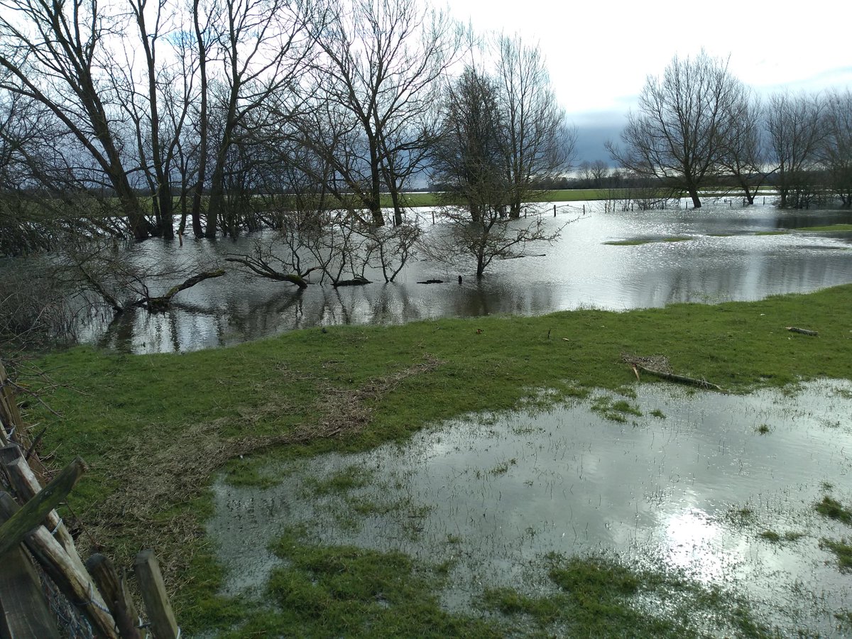 FairCloseFarm's tweet image. Aiming to pollard that big stand of willows on the left next winter, river level permitting.