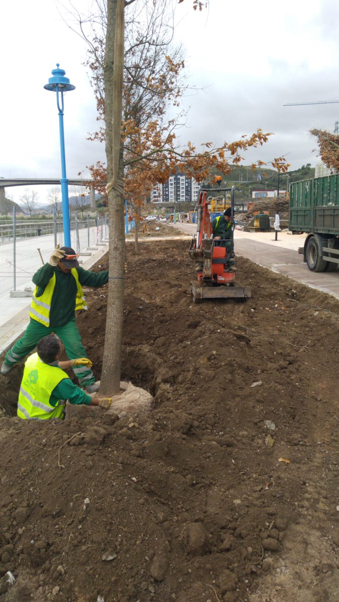ViverosPerica's tweet photo. Esta semana toca plantar unos #Quercuscerris de 40-45 en la urbanización Altos Hornos de #Barakaldo #bizkaia 

#roblecabelludo #roblecerris #robledeTurquía #fagaceas #plantaciondearboles #barakaldo #pericaobrasyservicios #viverosperica #pericalarioja #pericaalava #pericabizkaia https://t.co/uAWwhNLAhF