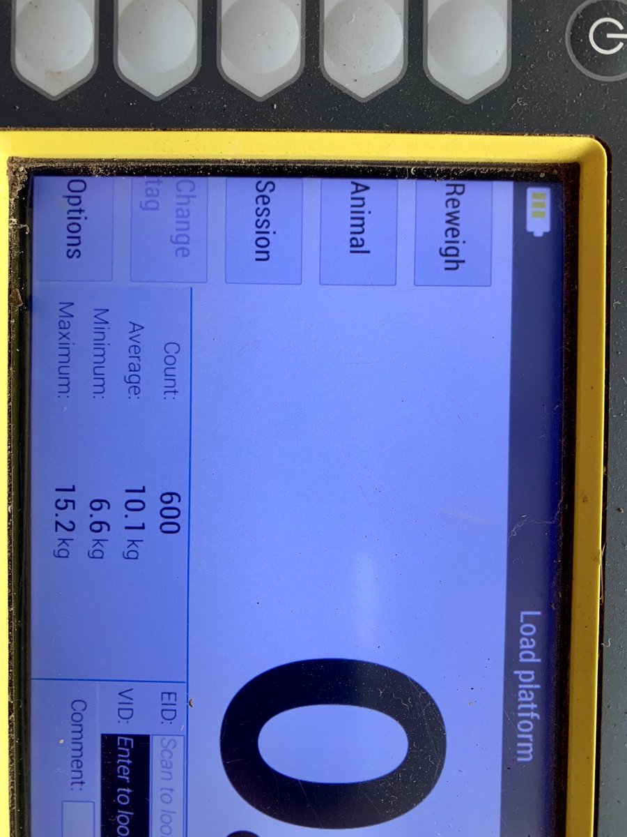 Tagging wether lambs for Australia Merino Lamb Trial today and clients shearing ewe hoggets. First 600 out of about 1500 averaged 10.1 kg. 6 Shearer’s doing on average 32 a run. 16.1 kg of 18.5 micron wool a minute coming across the table. Good to see how little brothers go AMLT.