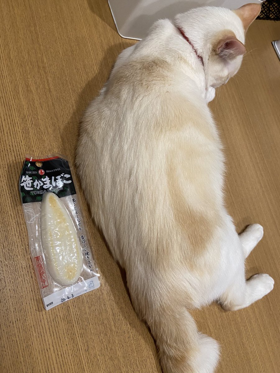 Yohkun どっちの笹かまが美味しそうですか 買い物行ったらりーくん発見 思わず購入 前から似てると思ったけど こんなに似てるとは ねこカフェ ニュージャーニー 出身 笹かま猫 寄り目天使 保護猫 猫好きさんと繋がりたい ペコねこ部 Yohkun どっちの笹かまが美味しそうですか 買い物行ったらりーくん発見 思わず購入 前から似てると思ったけど こんなに似てるとは ねこカフェ ニュージャーニー 出身 笹かま猫 寄り目天使 保護猫 猫好きさんと繋がりたい ペコねこ部