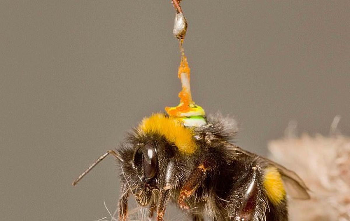 CivilDronesIP's tweet photo. Esta abeja con antena es clave para mejorar los coches autónomos y los drones. Lee la noticia en nuestra web. https://t.co/4yTdCgthLs #dron #drones #aeromodelismo https://t.co/NPty1pfjQa