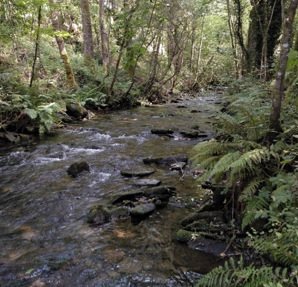 LCVerde's tweet image. 🐛🌳 Diversificar la gestión tradicional de los bosques según la distancia a los ríos ayudaría a proteger los artrópodos forestales ➡ bit.ly/2VgvBBL

 #gestionforestal @UniBarcelona