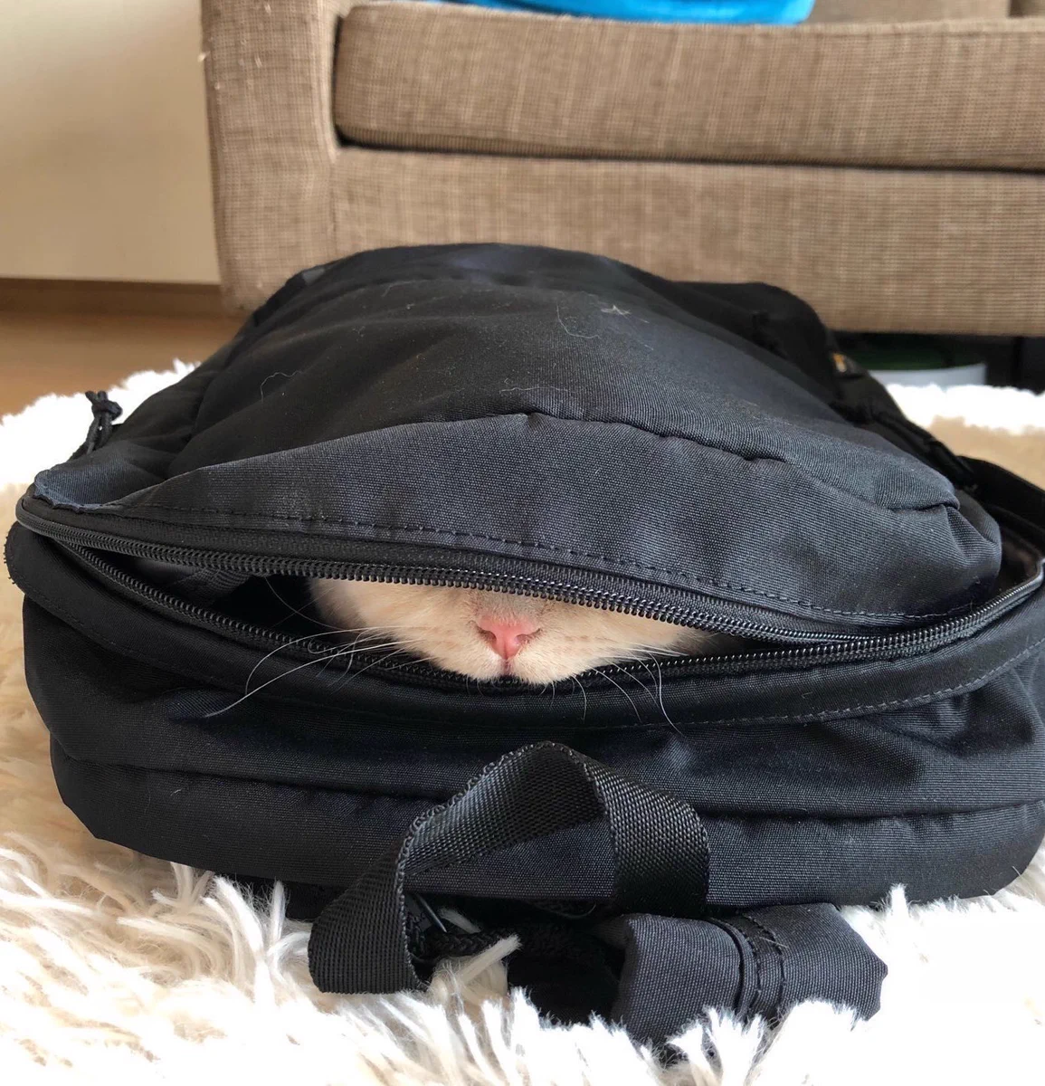 消えた猫が見つかった場所が可愛すぎる件
