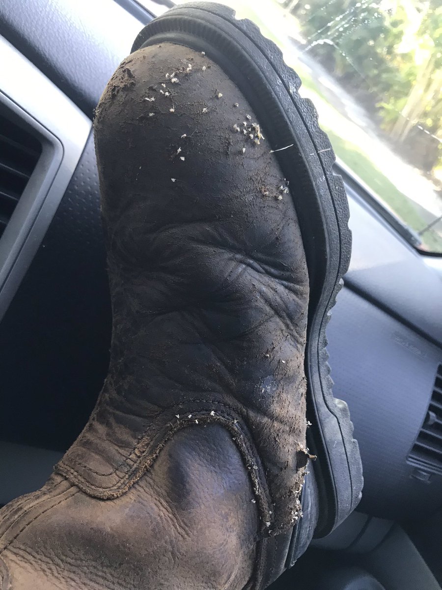 What your boots look like after removing a huge 4 foot HOT hive from an unwanted location. #StrictlyBusiness #Bees #SaveTheHoneybees #Pollinators