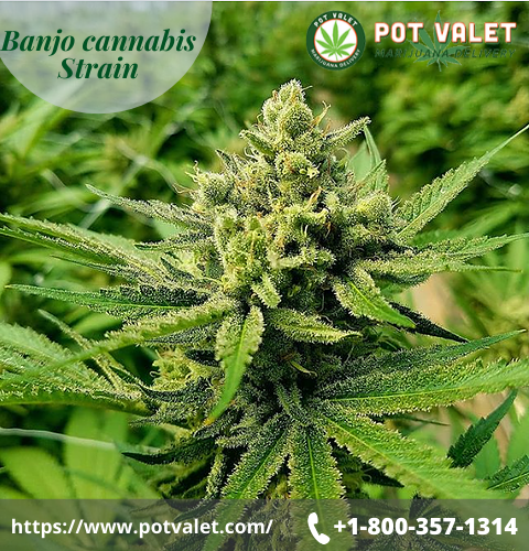 PotValet's tweet photo. Banjo cannabis is a mind blowing strain which boost your mind anywhere, anytime.Find out everything you want to know about the marijuana strain Banjo here 👉 https://t.co/uK8BhSsBsK

#Potvalet #Marijuanadelivery #Strain #Banjo #Cannabis
#Weeddeliverynearme #Weed #Marijuana https://t.co/gl8KHHUrB9