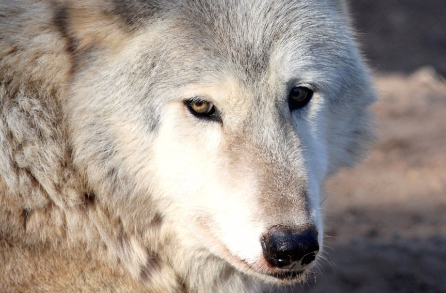 SavesTheWolves's tweet photo. Save The Wolves Charity is completely directed towards assistance towards those wolves that are in desperate need of saving. From 1950 to 1954, 50,000 wolves where killed annually. This needs to stop. 
https://t.co/k5T70iohDP https://t.co/DcZF6JOCM5