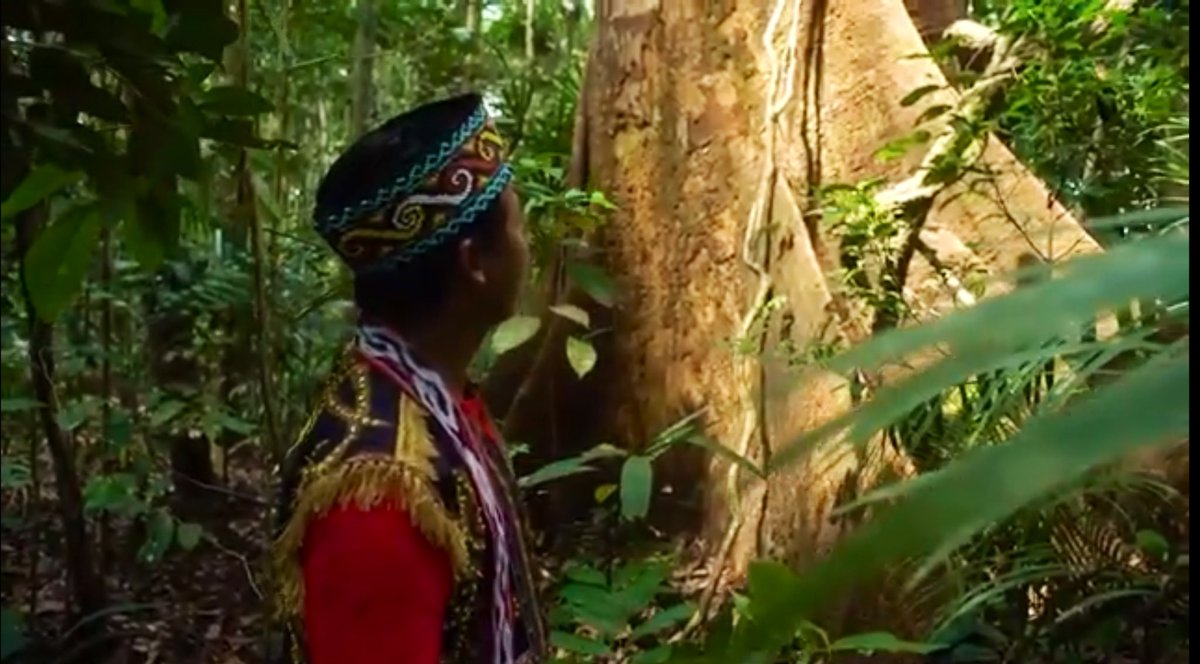 AidaGreenbury's tweet image. “We respect and protect our customary forests,” said #palmoil smallholders via @InfoSPKS a member of the #ZeroDeforestation approach @Highcarbonstock youtu.be/FVVpcMrP0tE