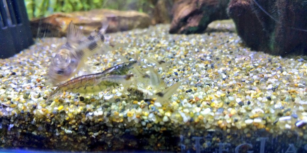 青コリ Twitter Search