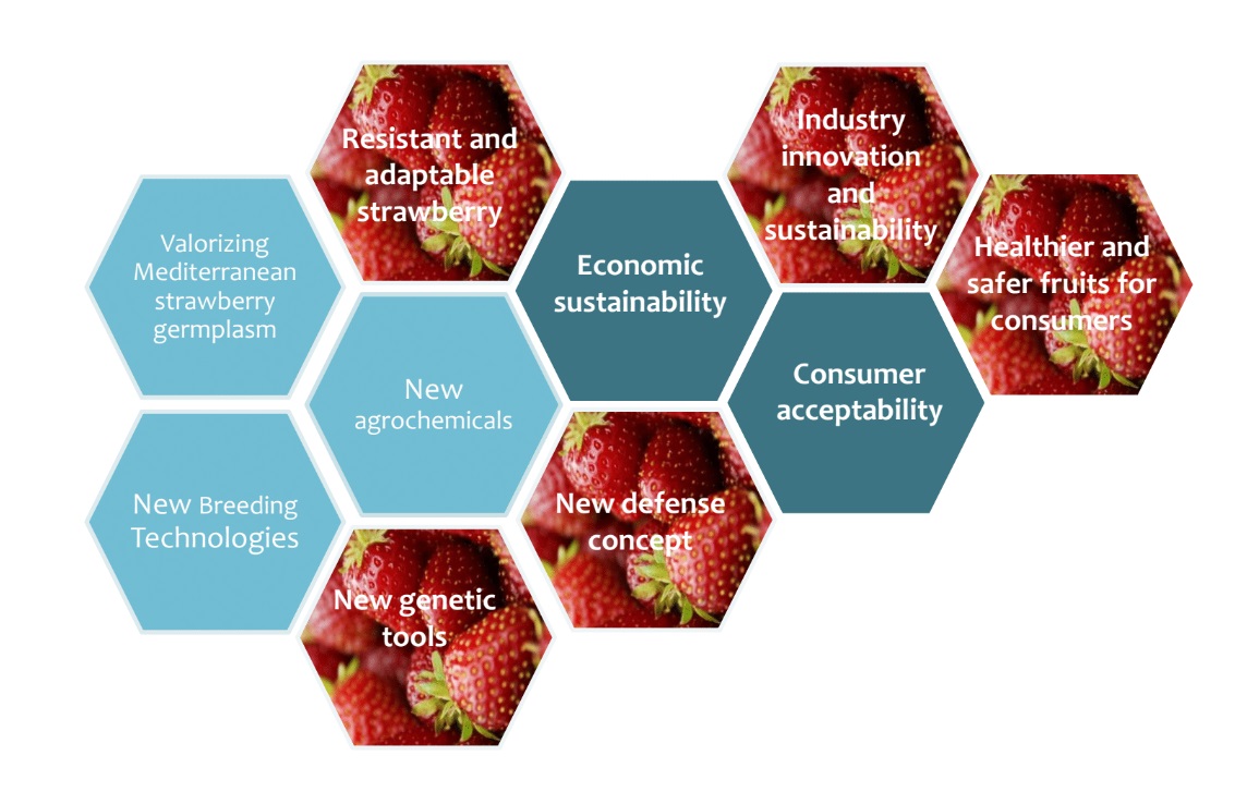 MedBerry10's tweet photo. For a better Mediterranean strawberry future🍓🍓🍓
Med-Berry project in pills💊💊💊#strawberry #future #Science https://t.co/PtgQ88qGoX