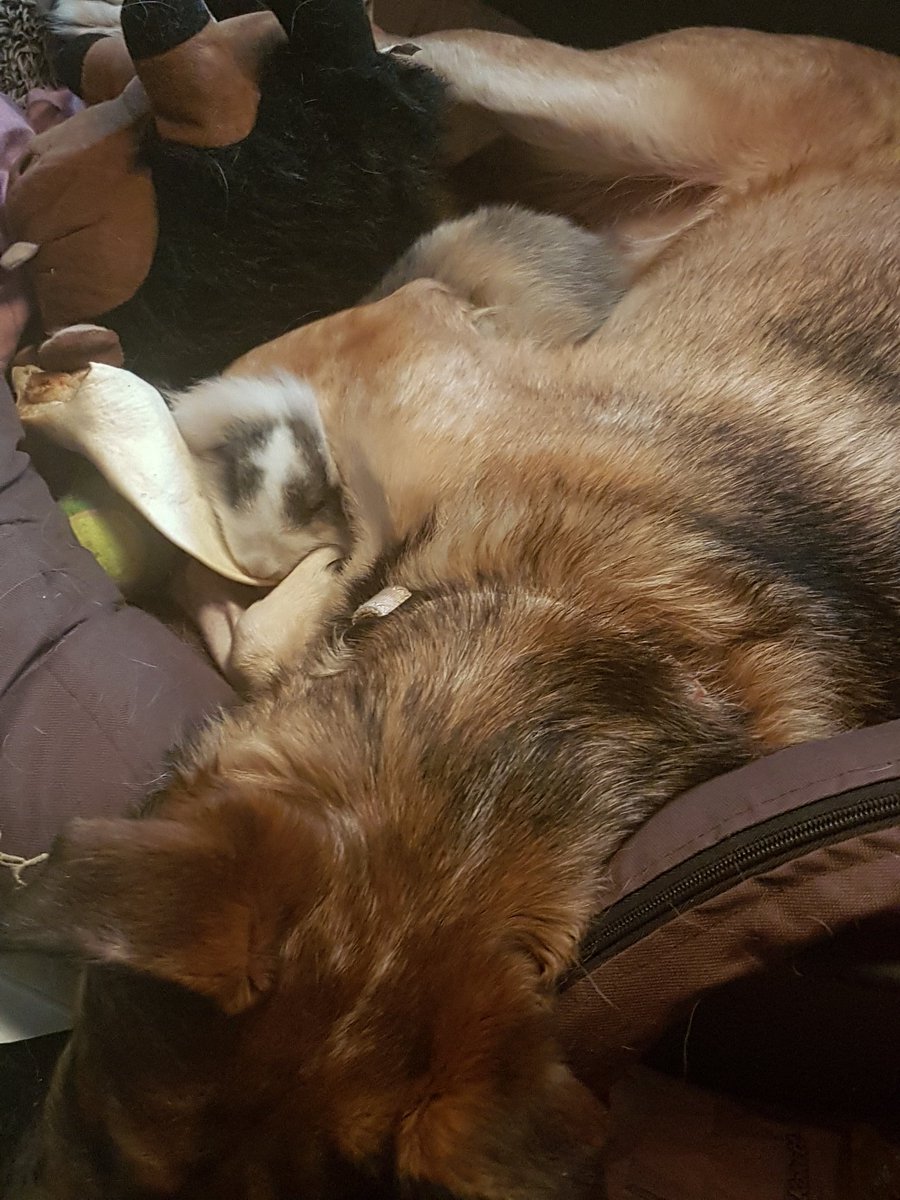 Tamara89102176's tweet photo. Da hat sich Grad jemand zwischen Ladys Pfoten geschoben und hingelegt😍😍

Die zwei sind zusammen sooooooo süß😍😍

Mit @PeeGee84 https://t.co/BHIKBKKXnh