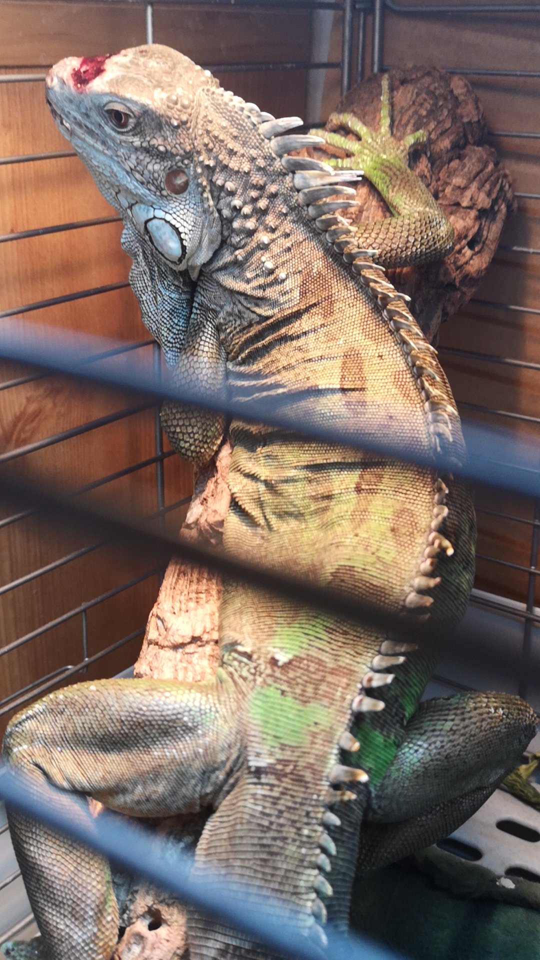 にんにん 発情期で大暴れして瘡蓋を取ってしまって痛々しい姿になった海ちゃん 獣医に連れていかれ 怖かったのか 帰宅後甘えてきたので甘やかしついでに瘡蓋小さくするクリーム 処方されたやつ きっちり塗ってやりました 手がかかる子ほど可愛い