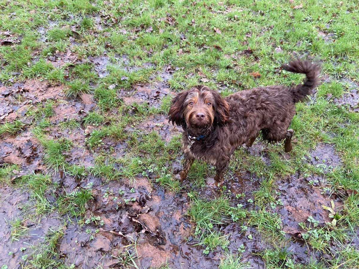 HeathlandHounds's tweet image. Lovely group dog walk around #ChobhamWaterMeadows on Friday. So refreshing to see a break in the rain and even indulge in a latte outside after! Wellie weather for some time longer though it seems ☹️ #dogwalkingcommunity #getmuddytogether @Surreyheath