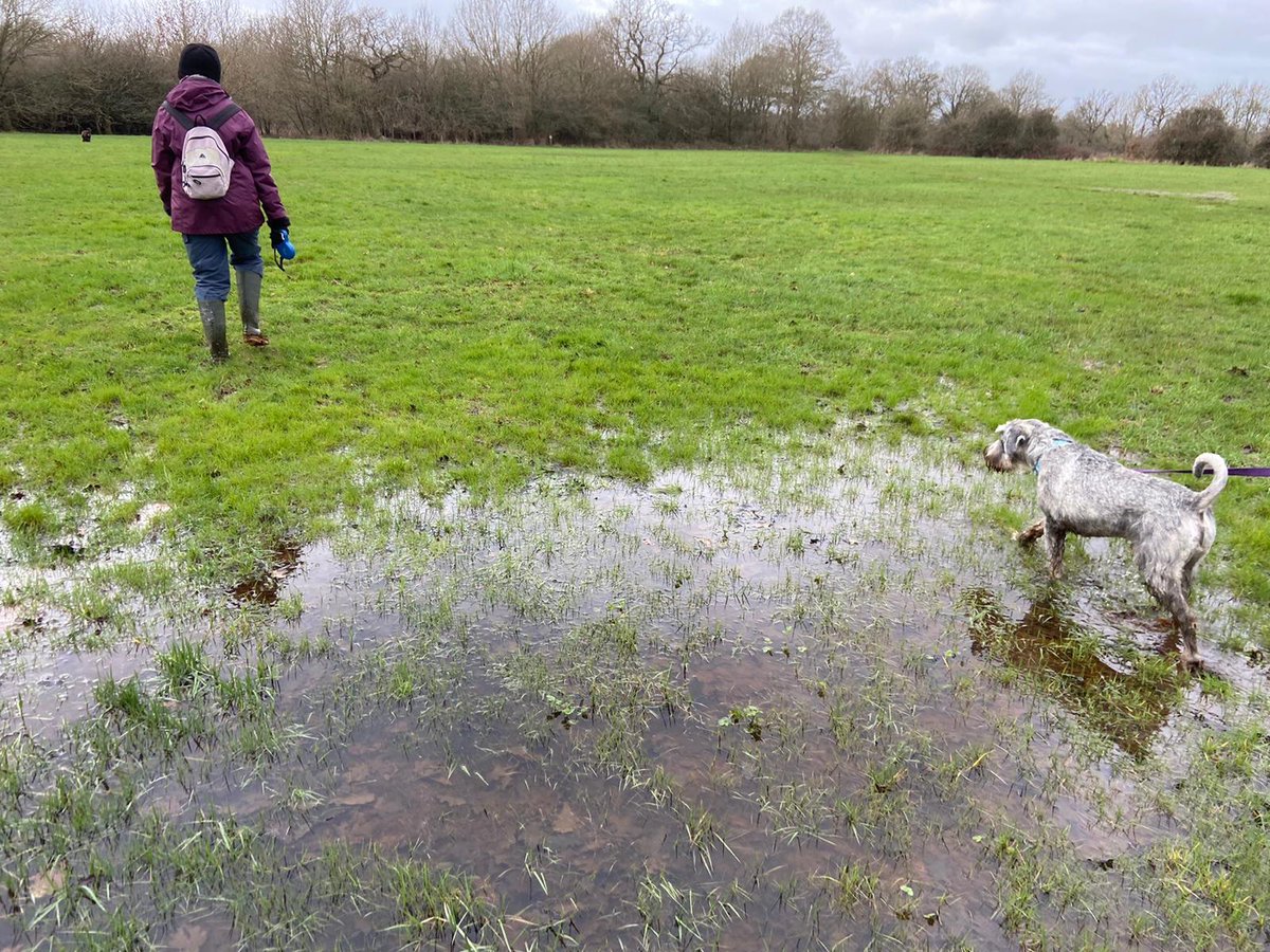 HeathlandHounds's tweet image. Lovely group dog walk around #ChobhamWaterMeadows on Friday. So refreshing to see a break in the rain and even indulge in a latte outside after! Wellie weather for some time longer though it seems ☹️ #dogwalkingcommunity #getmuddytogether @Surreyheath
