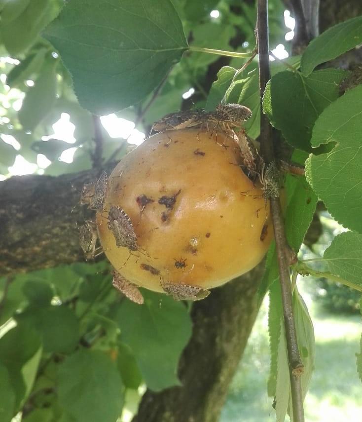 Coldirettipd's tweet photo. Cimice asiatica e influenza aviaria, aperti i bandi per gli indennizzi. Le principali novità per l'agricoltura nella newsletter di Coldiretti Impresa Verde Padova - https://t.co/3D2rRrw5ug https://t.co/f7EjmwofTd