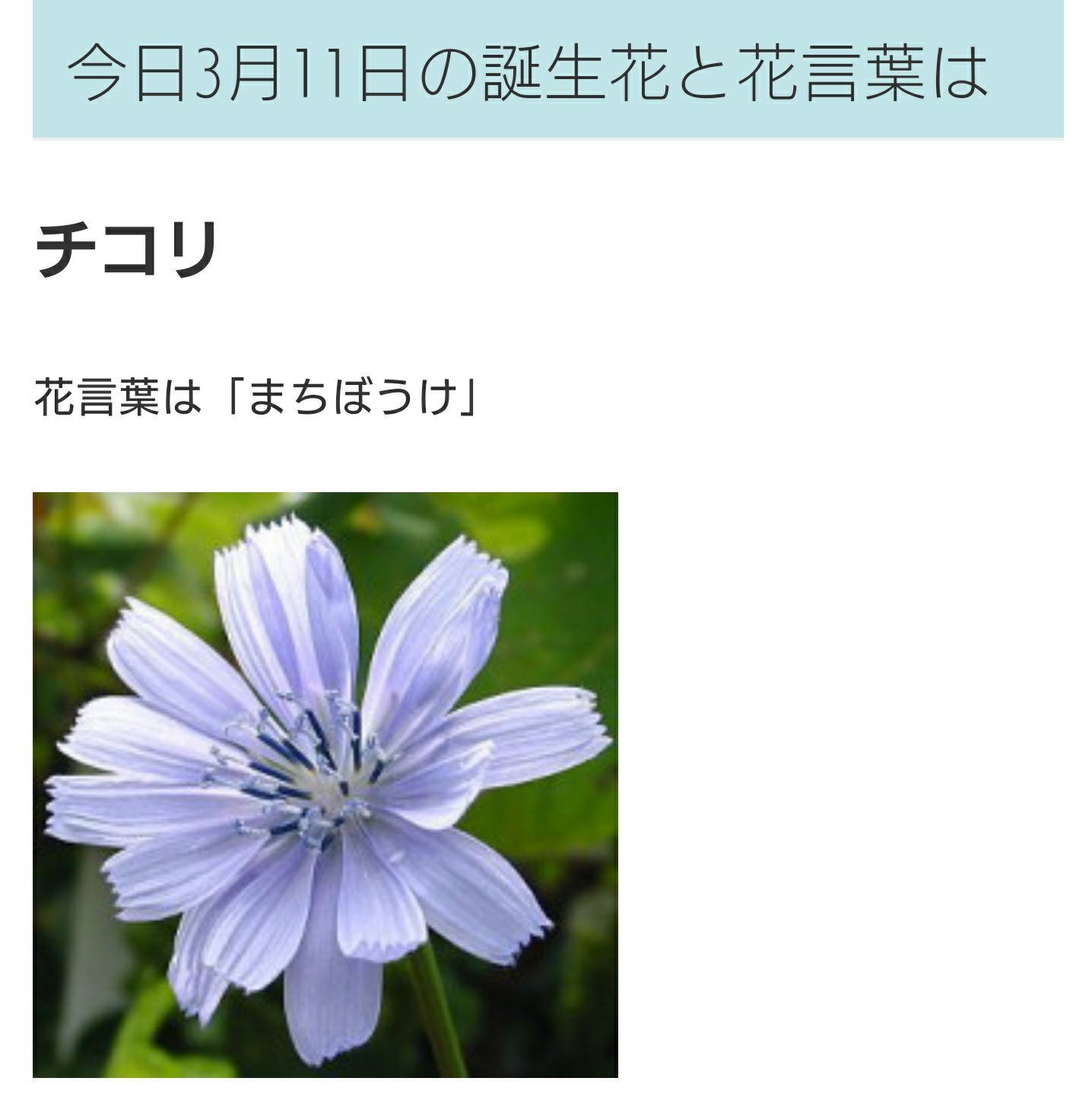 花帆 みんなーージョゼフさんの記念日3 11だね 因みに3 11の誕生花これだよーーー ジョゼフクラスタ息してるーーーー